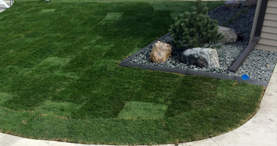 sod installation